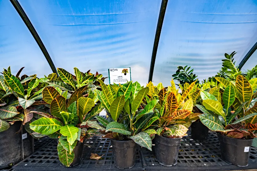 Croton