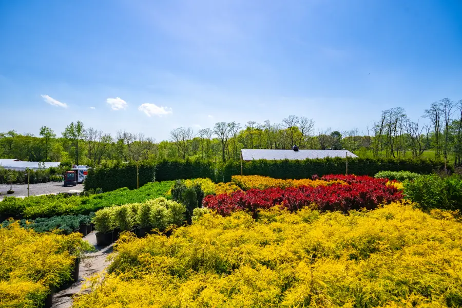 Cypress Boxwood Barberry Deciduous