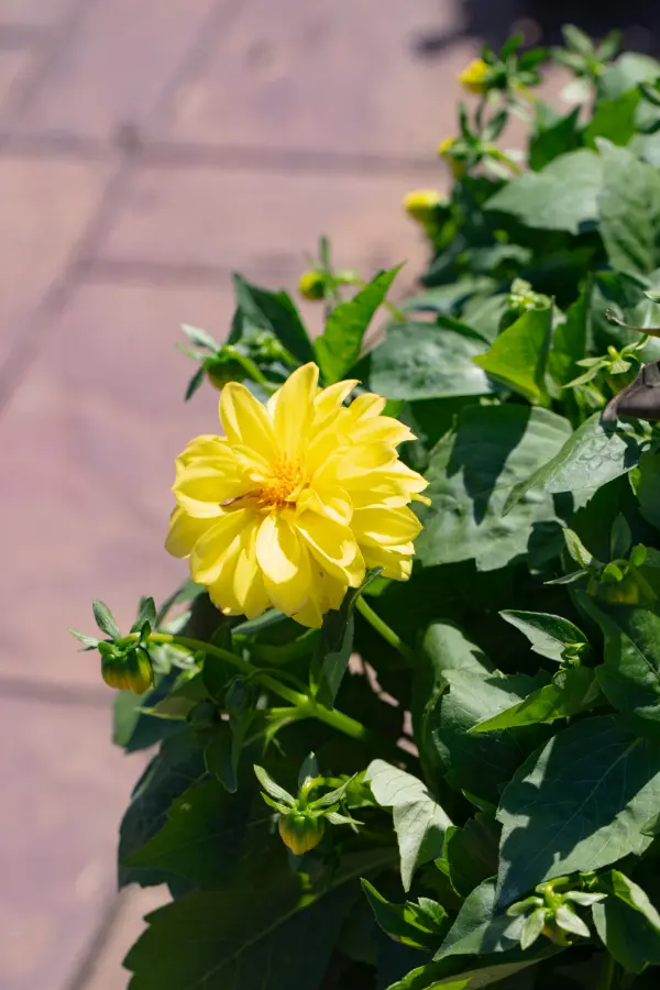 Dahlia Yellow