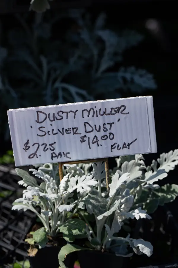Dusty Miller Deer Resistant