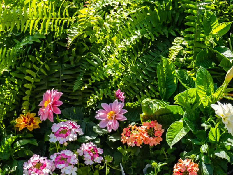 Colorful flowers and ferns in a garden setting.