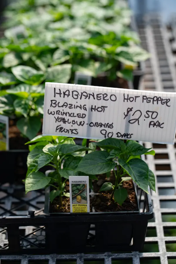 Garden Pepper Habanero
