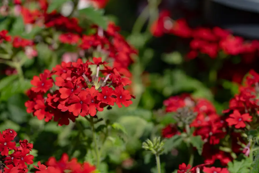 Geranium Red Plants