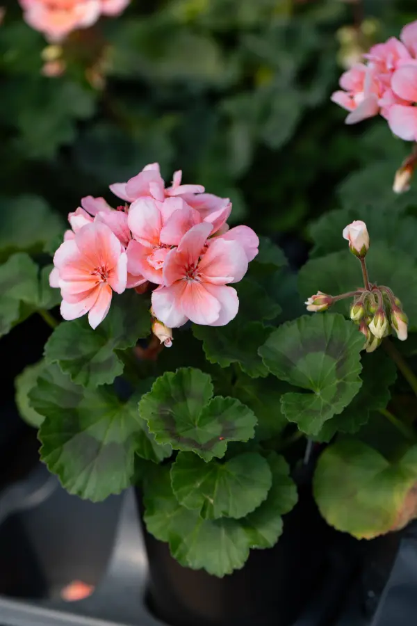Geranium