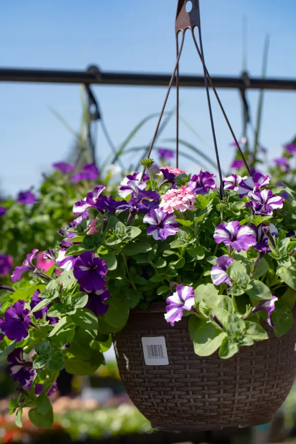 Hanging Basket Petunia Verbena White Bloom