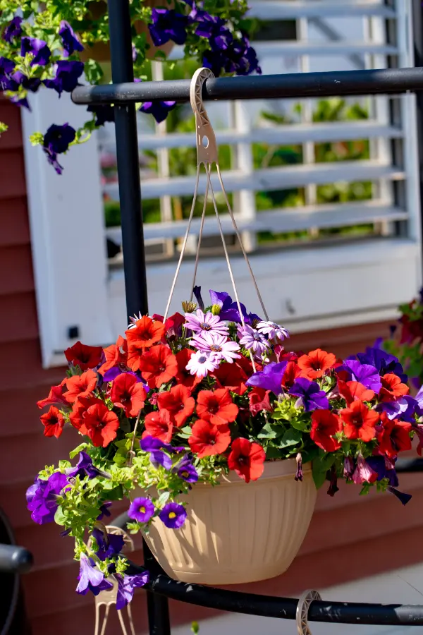 Hanging Basket Petunia