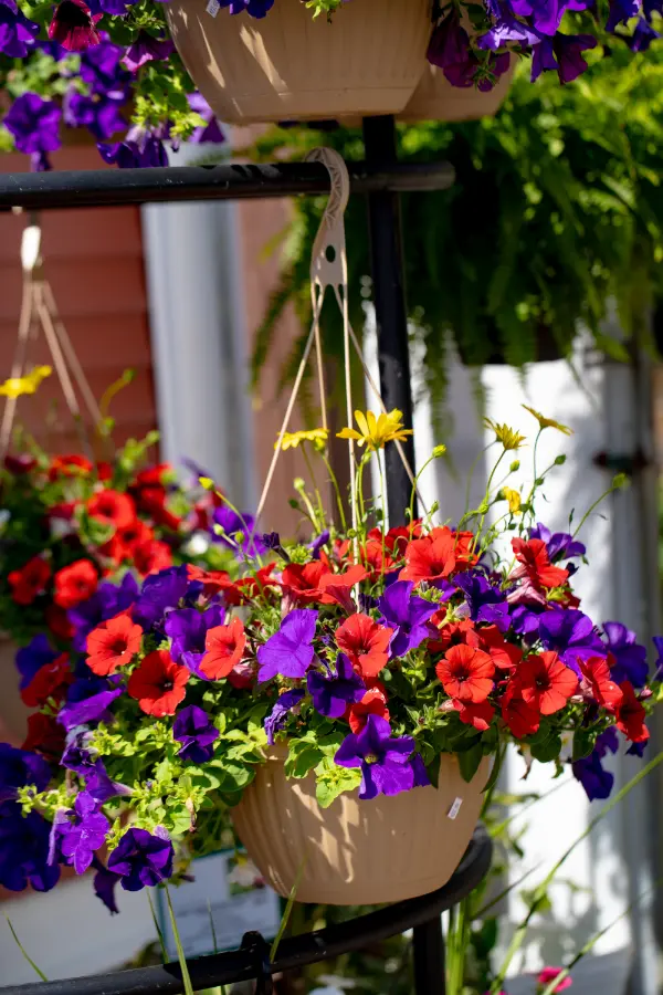 Hanging Basket Red Petunia