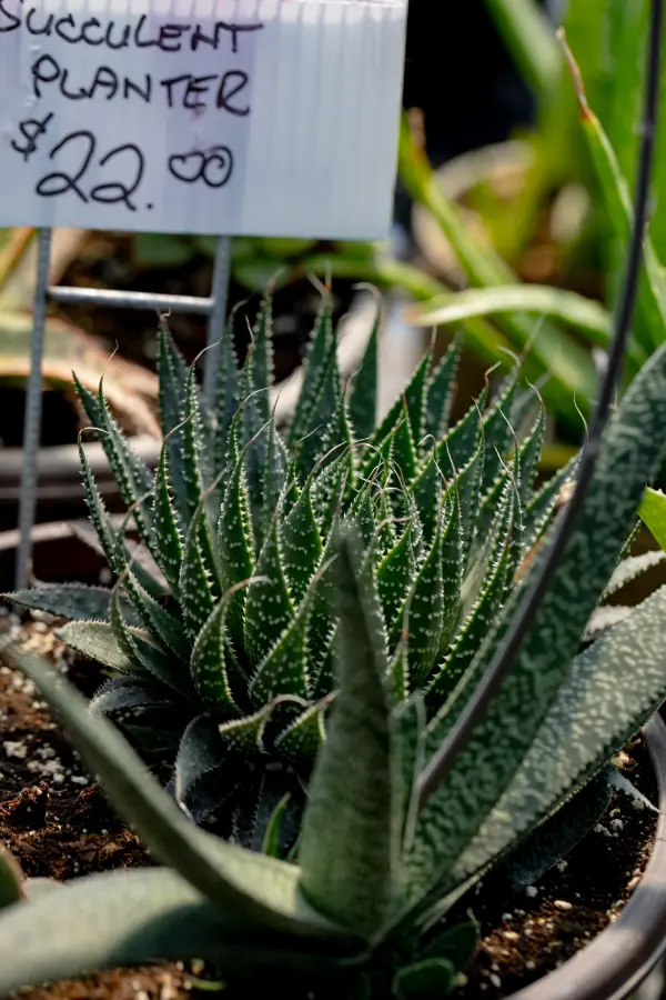 Haworthia Succulent