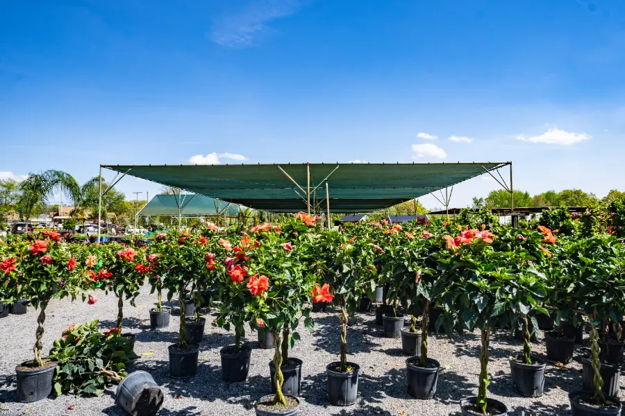Hibiscus Tree