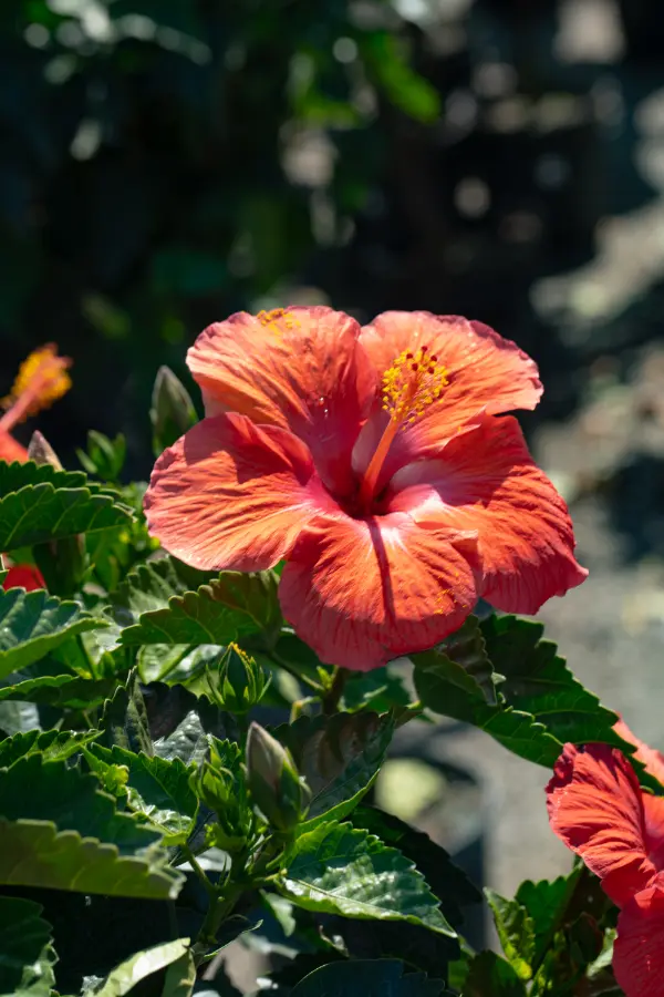 Hibiscus