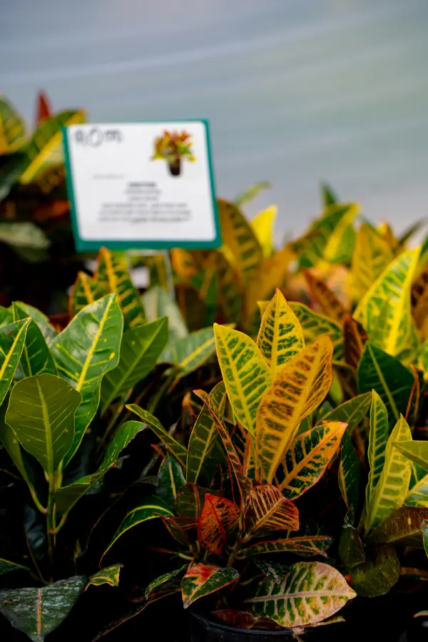 Indoor Tropical Croton