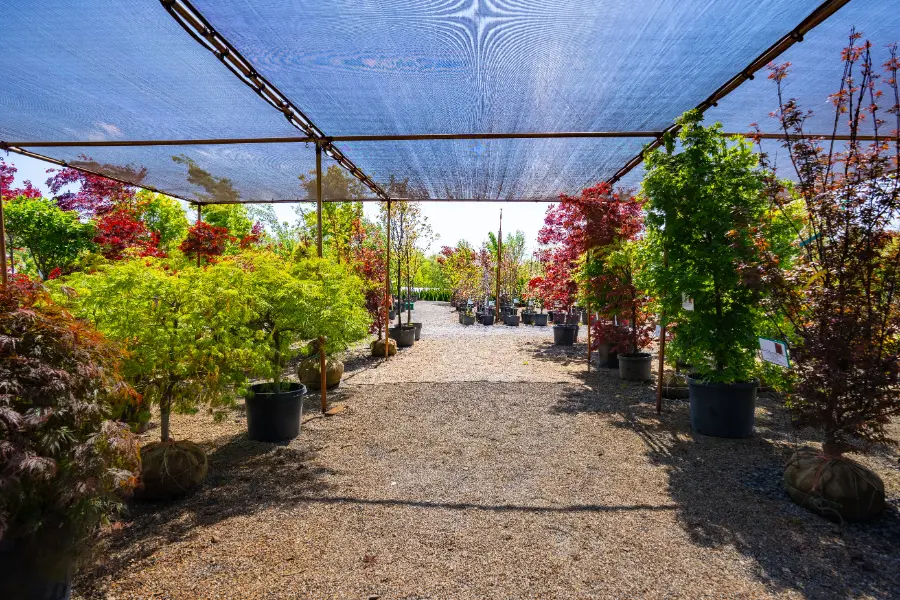Japanese Maple Green Red