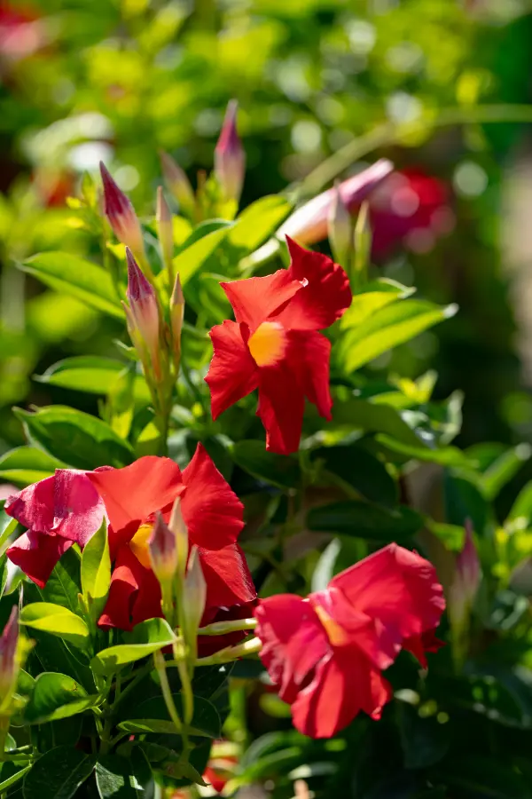 Mandevilla Red Flowers
