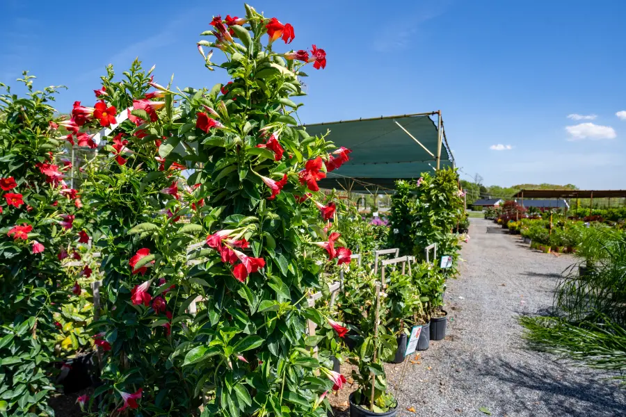 Mandevilla Vine