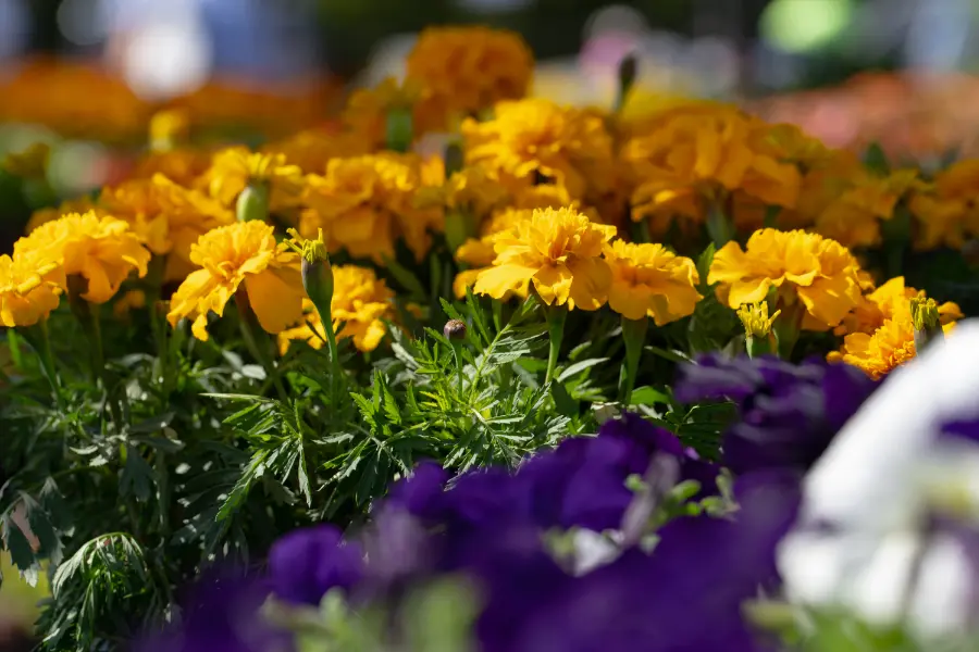 Marigold Yellow