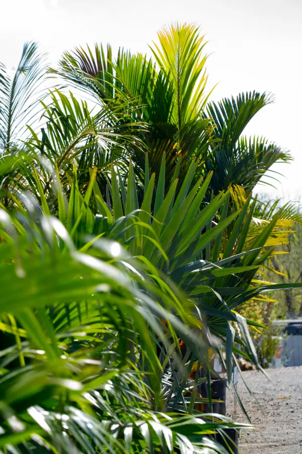 Palm Tree