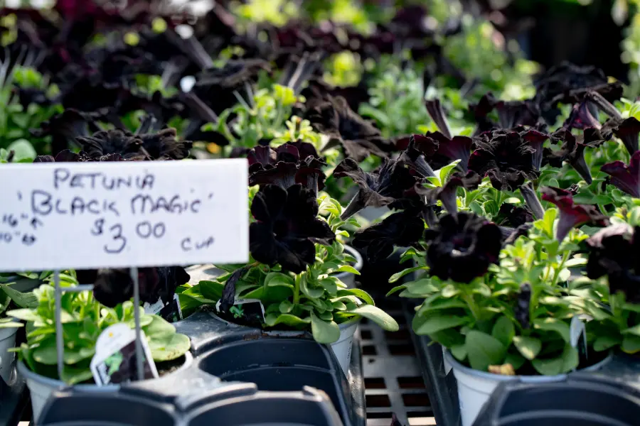 Petunia Black Magic With Price Tag