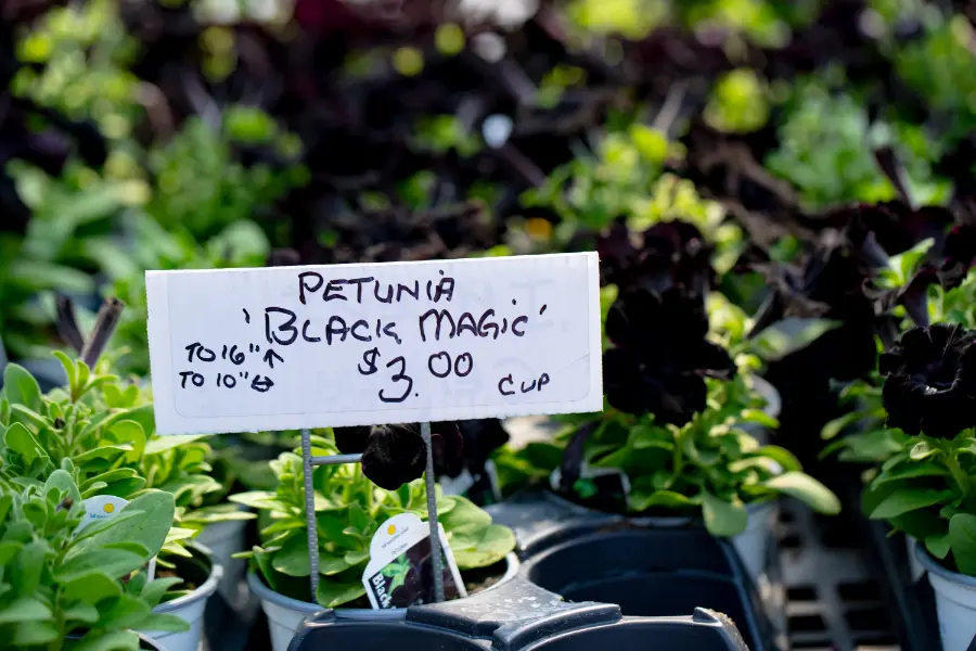 Petunia Black Magic