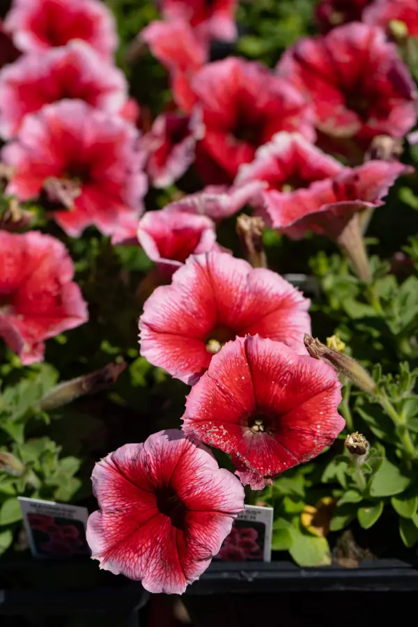 Petunia Pink Spreading