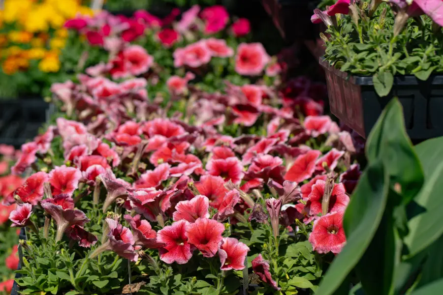 Petunia Pink