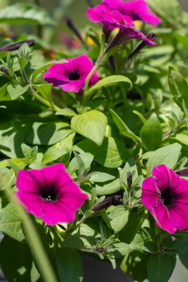 Petunia Planter