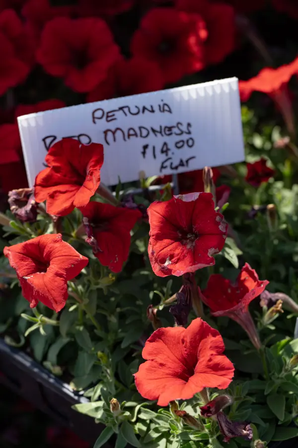 Petunia Red
