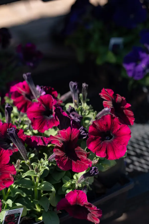 Petunia Shockwave Purple
