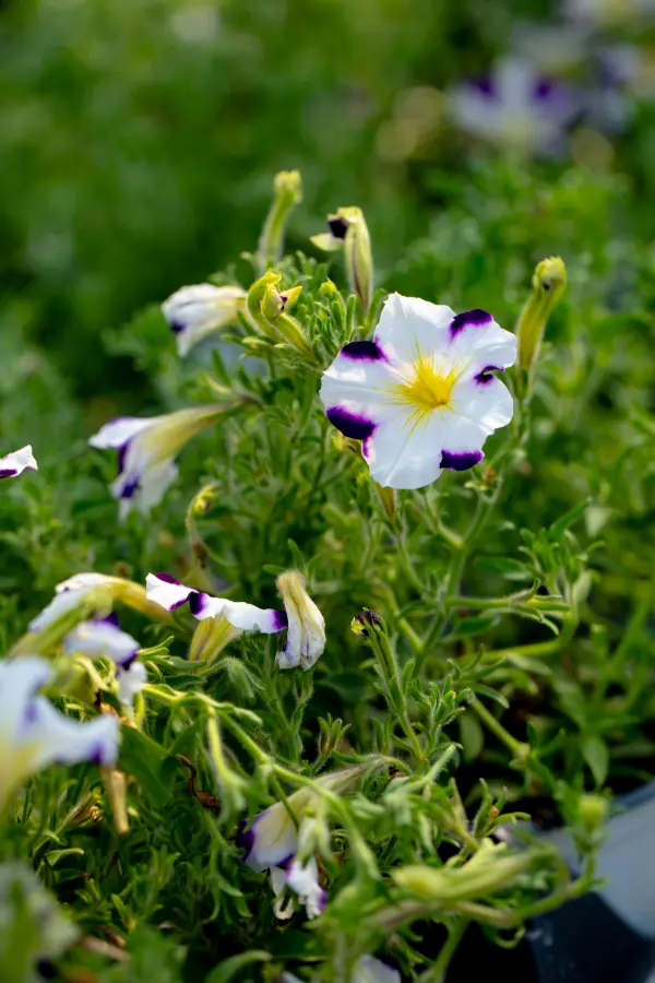 Petunia White Yellow Bloom