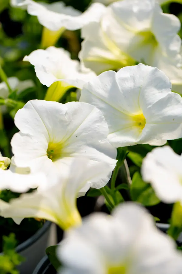Petunia White