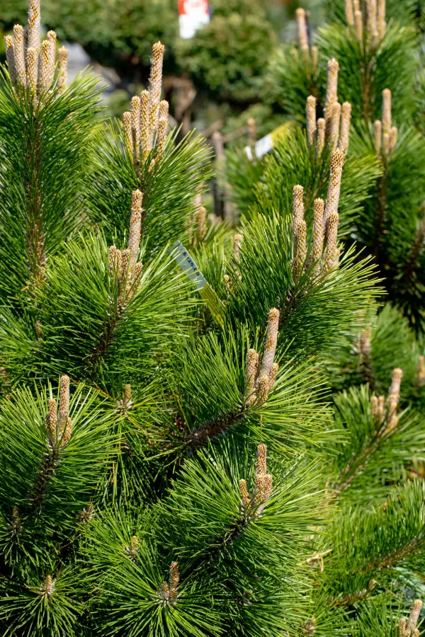Pine