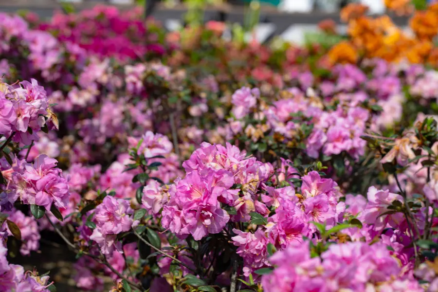 Pink Azaleas
