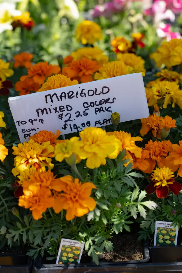 Price Tag Marigold Superhero Mix