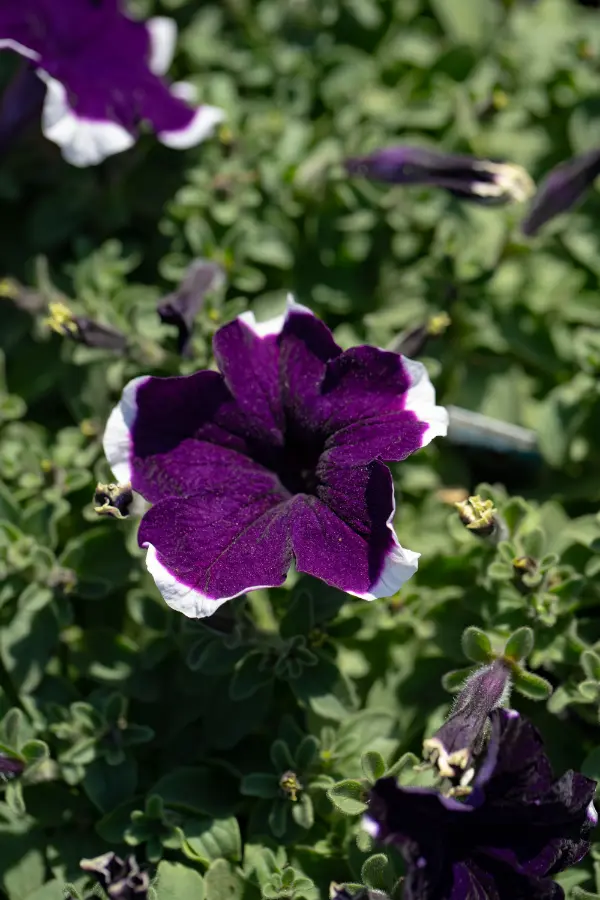 Purple Bloom Petunia Plants