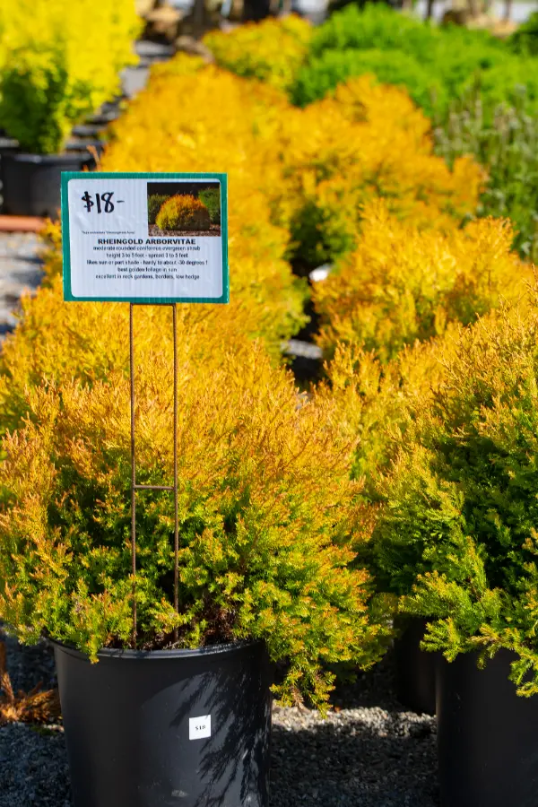 Rheingold Arborvitae