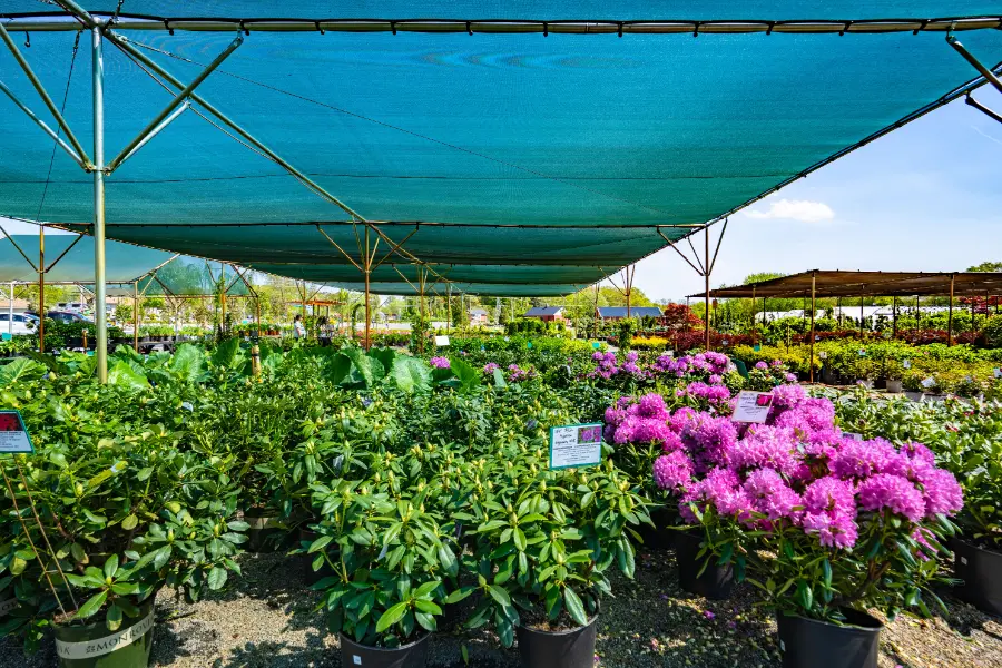 Rhododendron Pjm Elephant Ear Alocasia Colocasia