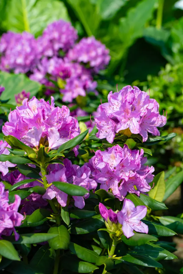 Rhododendron