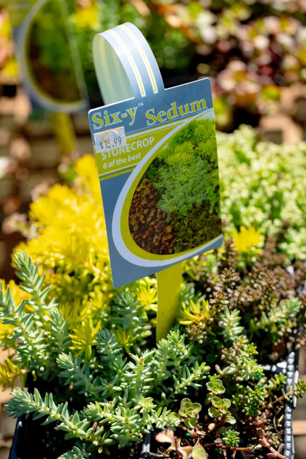 Sedum Creeping
