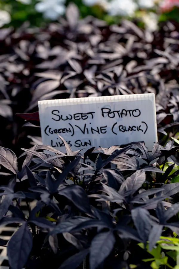 Sweet Potato Vine Ipomoea