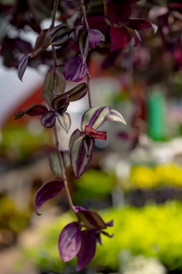 Wandering Jew Tradescantia Zebra