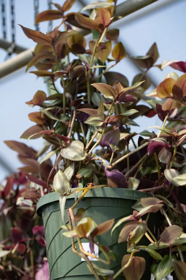Wandering Jew Tradescantia