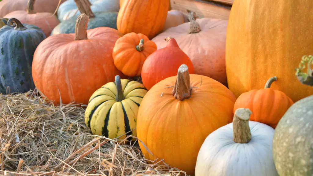 Assorted Pumpkins And Gourds Assorted Pumpkins And Gourds