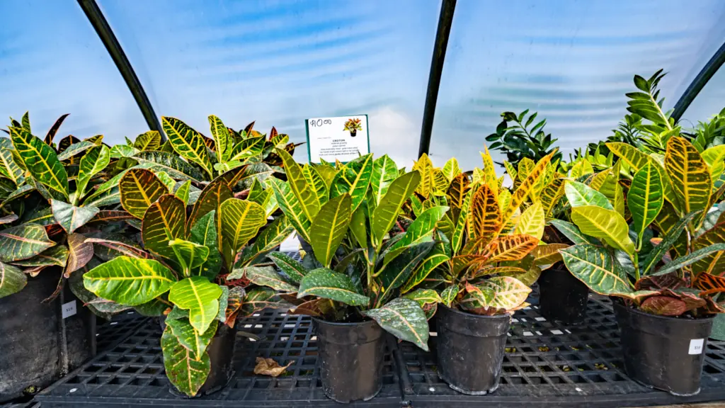 Croton Inside Greenhouse Tent Croton Inside Greenhouse Tent