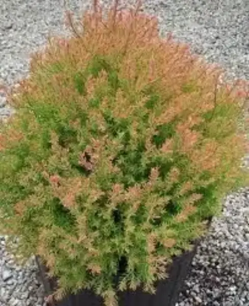 Arborvitae Rheingold