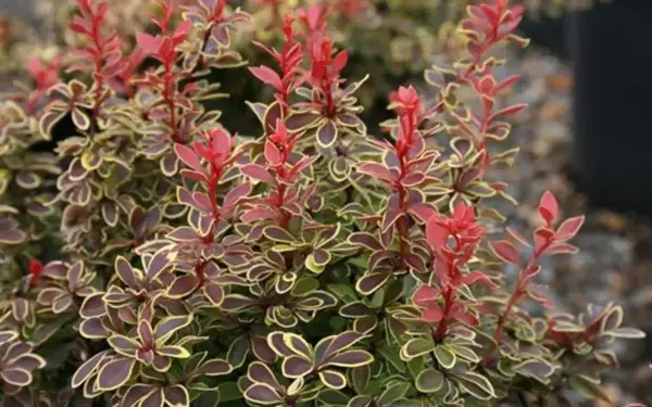 Barberry Admiration