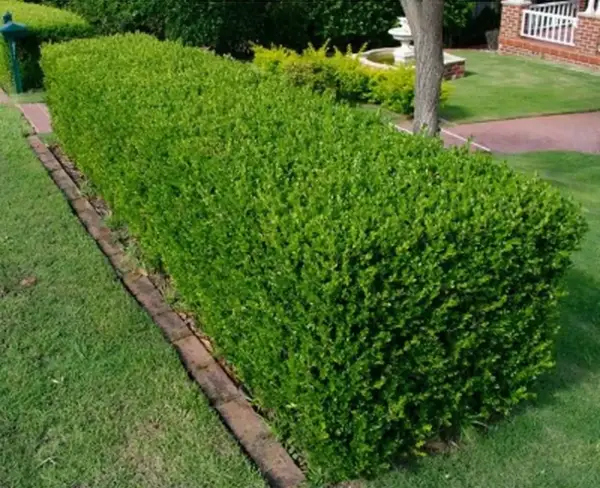 Boxwood Common Shrubs