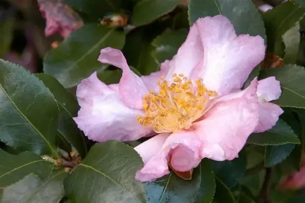 Camelia Long Island Pink