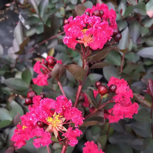 Crape Myrtle Bloom