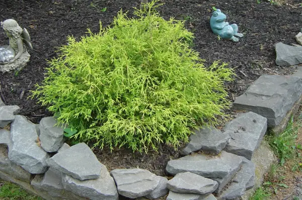Cypress Goldthread