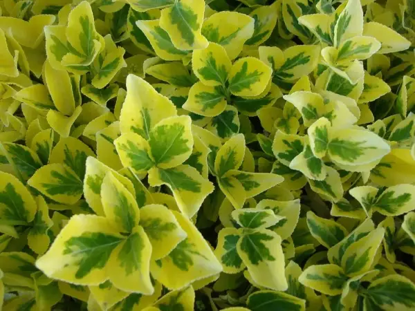 Euonymus Gold