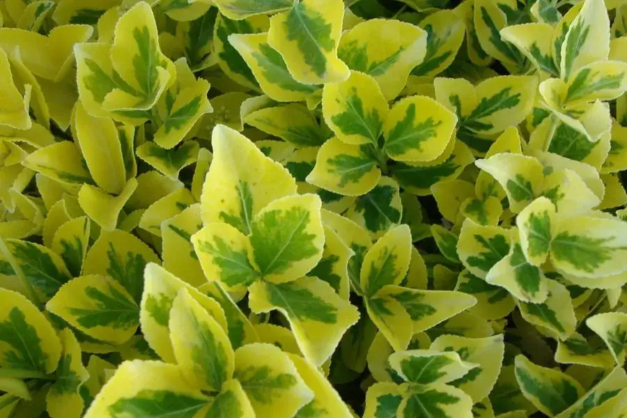 Vibrant green and yellow variegated leaves close-up.